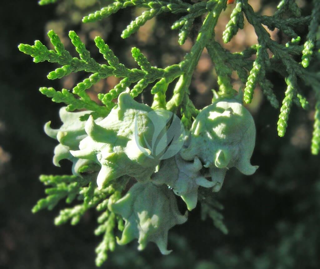 Thuja-orientalis2-3