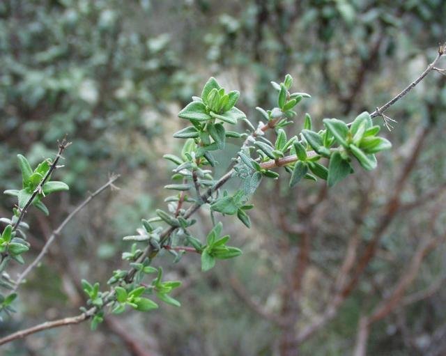 Thymus_vulgaris4-1