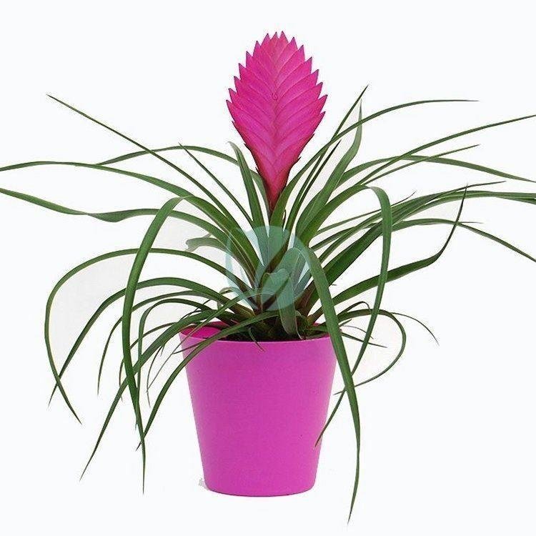 Tillandsia-cyanea-anita-clorofila-maroc-3
