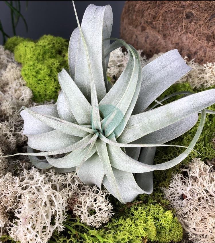 Tillandsia-xerographica-clorofila-3
