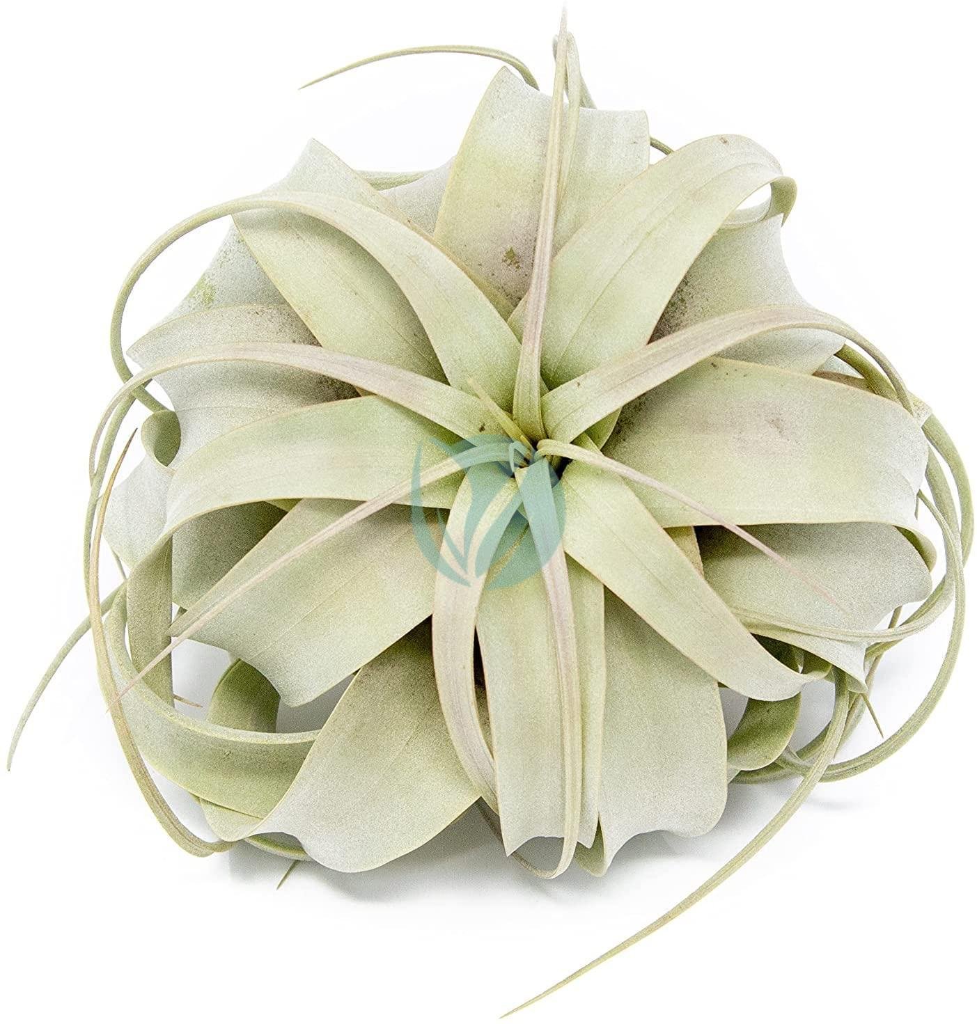 Tillandsia-xerographica-maroc-clorofila-3