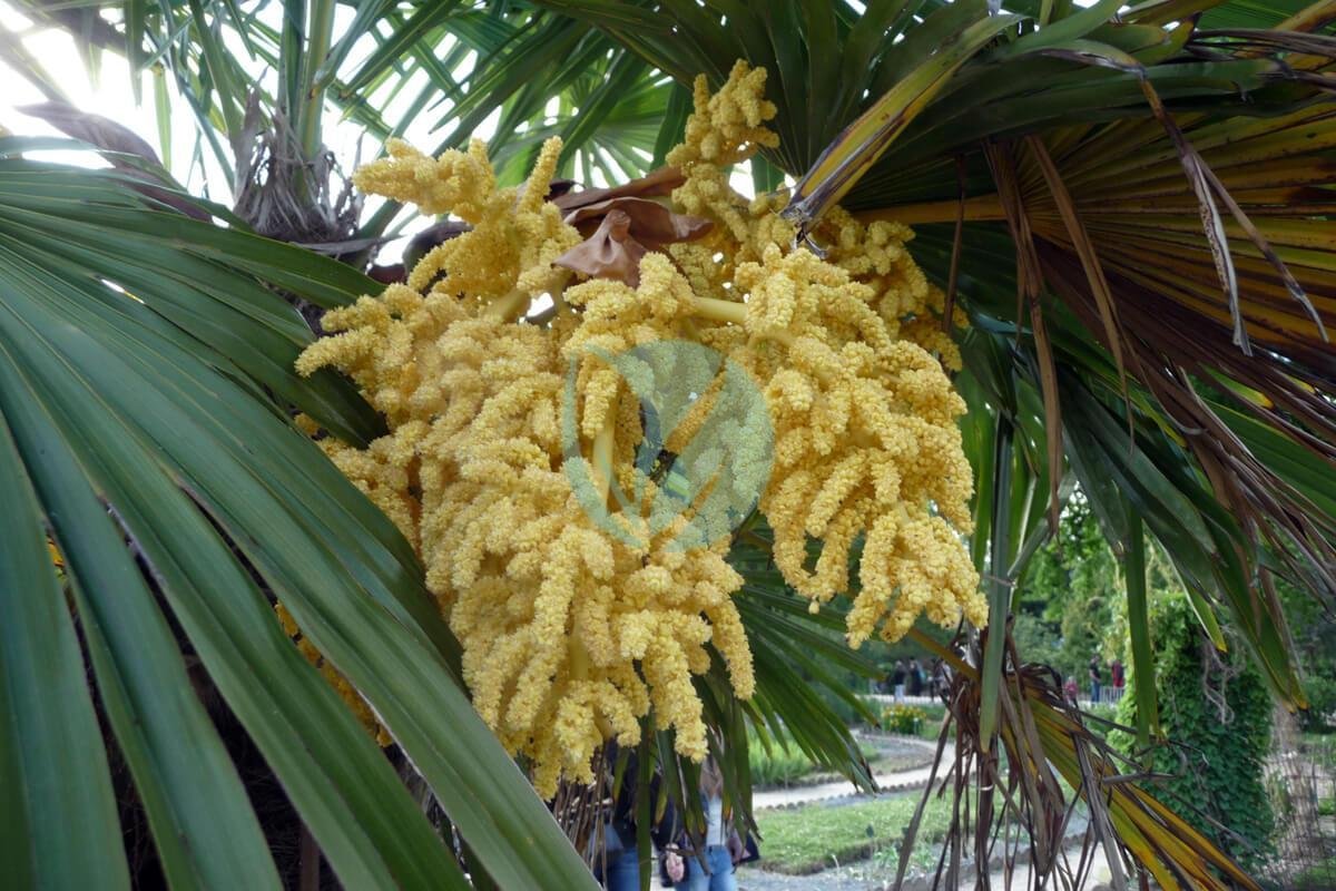Trachycarpus_fortunei_flower