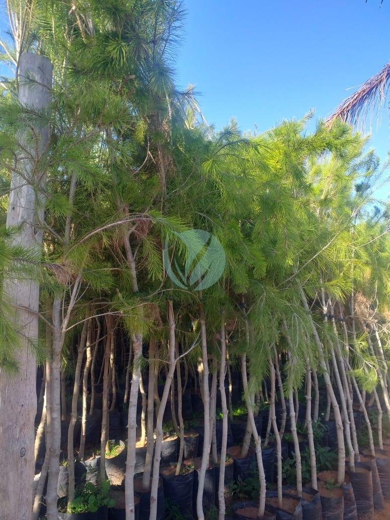 Vente-Pinus-pinea-au-maroc-casablanca-marrakech