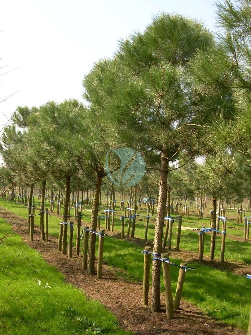 Vente-Pinus-pinea-maroc-casablanca-marrakech