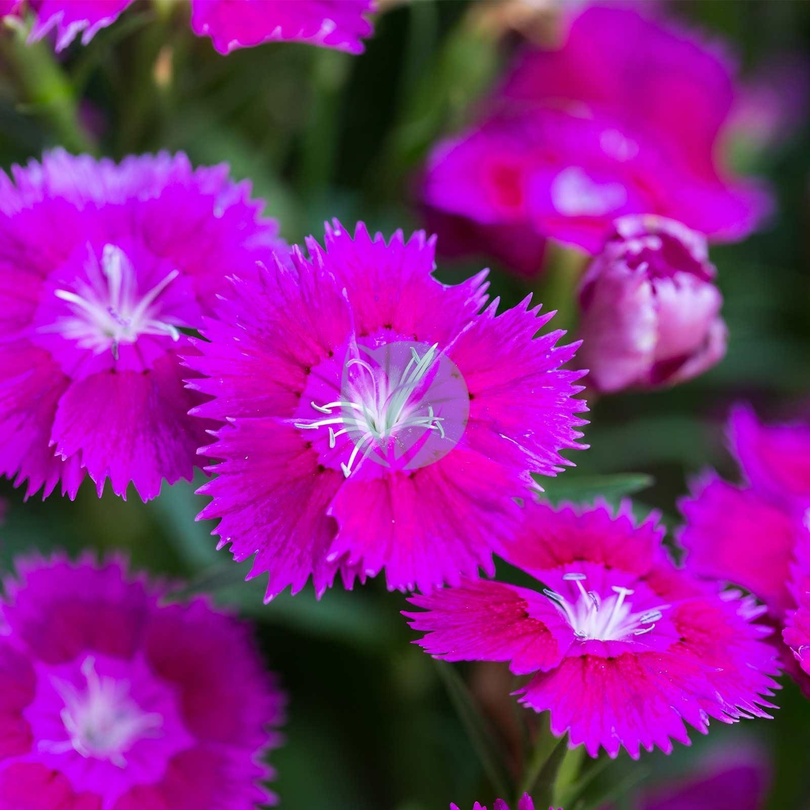 Vente-de-Oeillet-de-chine-Maroc-Marrakech-casablanca-1-3