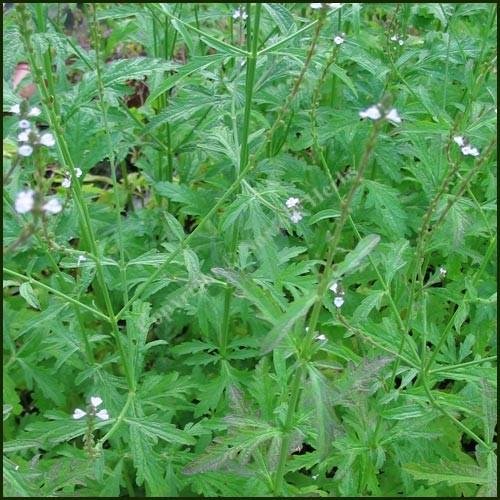 Verveine-officinalis-LEAVES-4