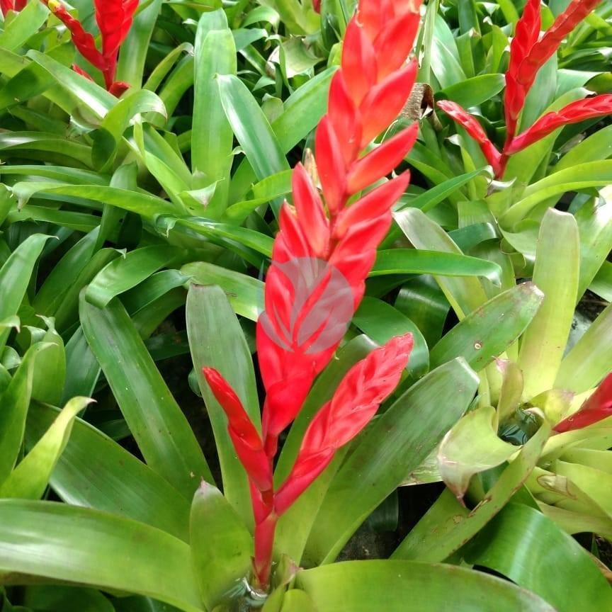 Vriesea-splendens-clorofila-3