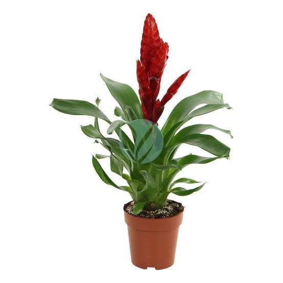 Vriesea-splendens-maroc-clorofila-1-3
