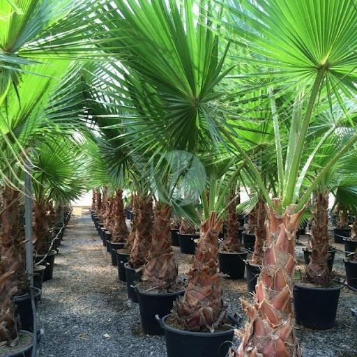 Washingtonia-Felifera-maroc-clorofila-pepiniere