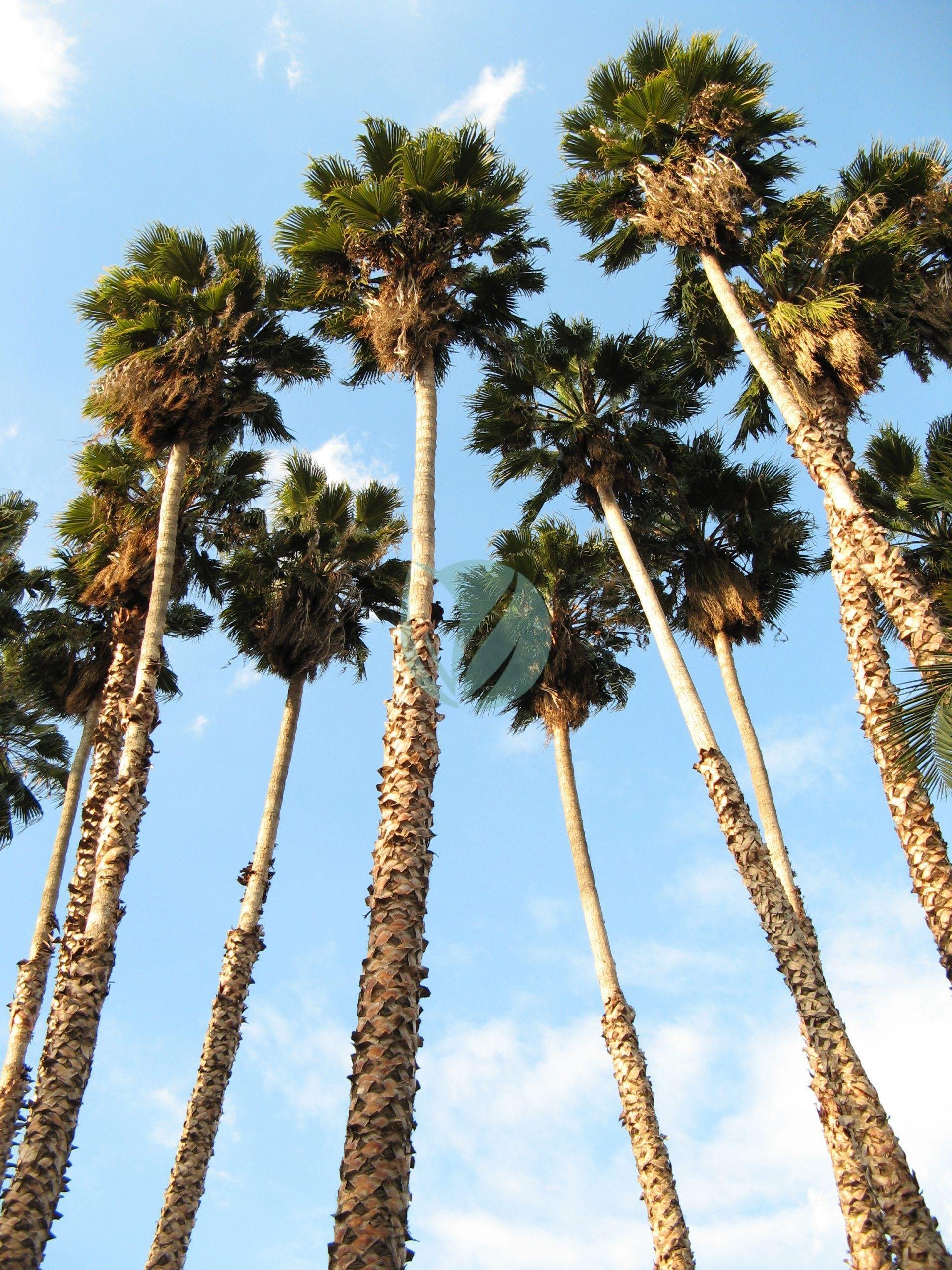 Washingtonia_robusta-scaled-1