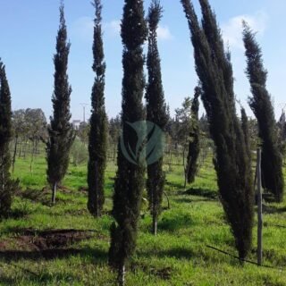 Avocatier zutano – Image 3