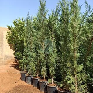 Citronnier caviar jaune – Image 3