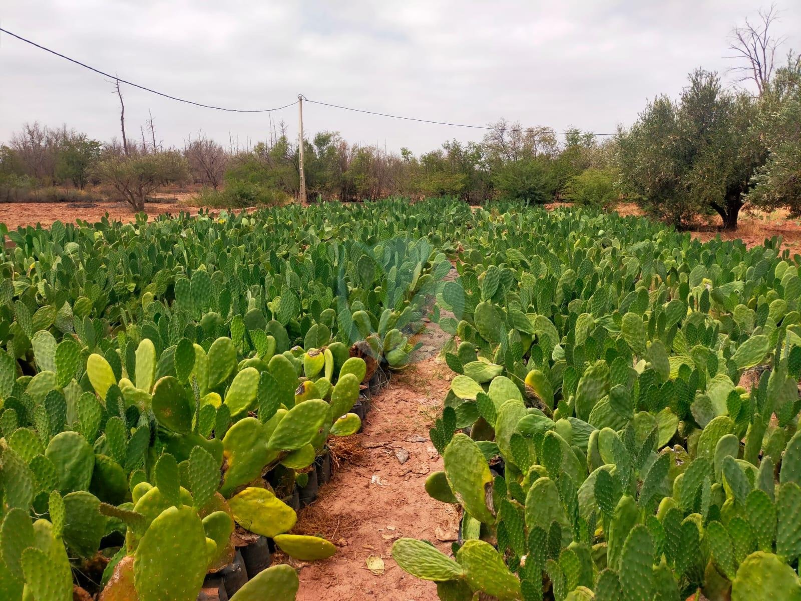 WhatsApp-Image-2024-12-26-at-21.55.50-3