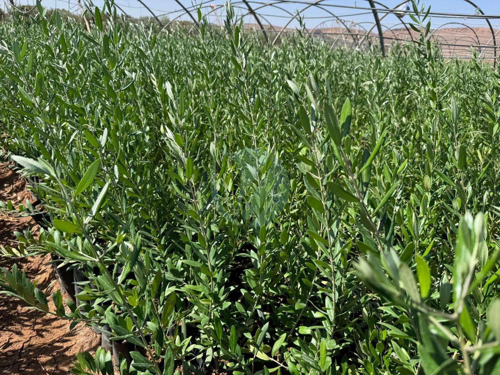 WhatsApp-Image-2025-10-23-at-09.48.30-1-1