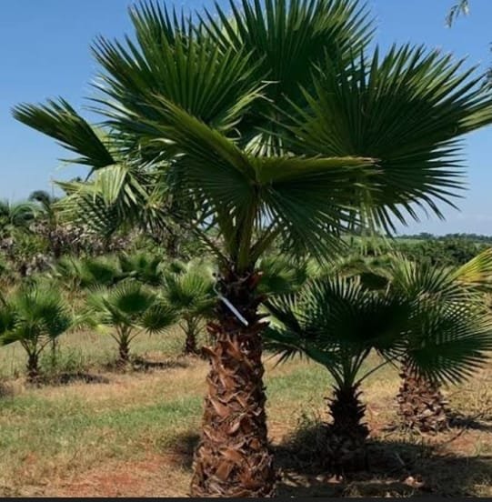 WhatsApp Image 2026-03-20 at 23.02.49