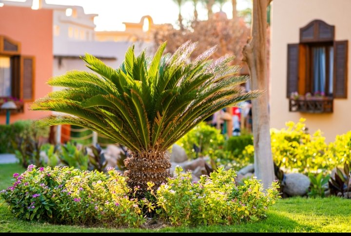 jardin avec palmier maroc aménagement extérieur