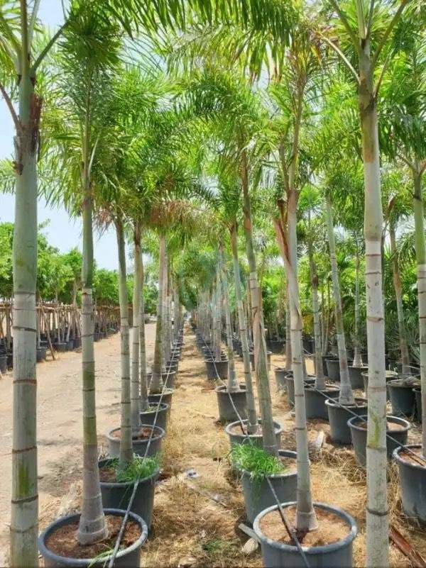 Wodyetia-bifurcata-3