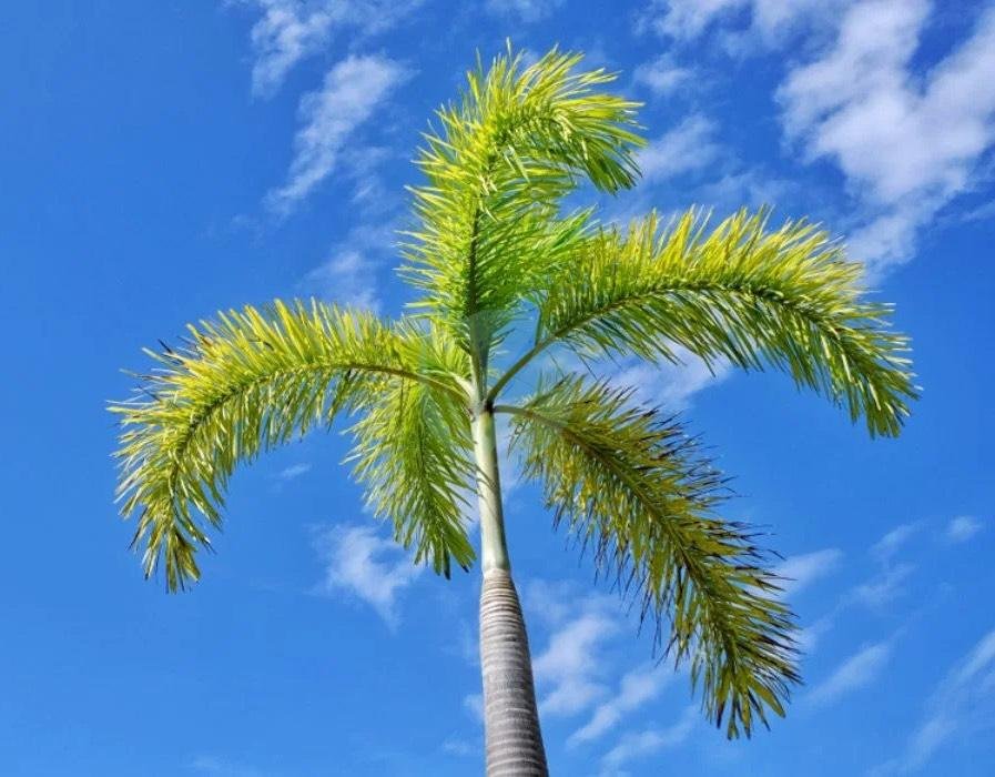 Wodyetia-bifurcata-maroc-3