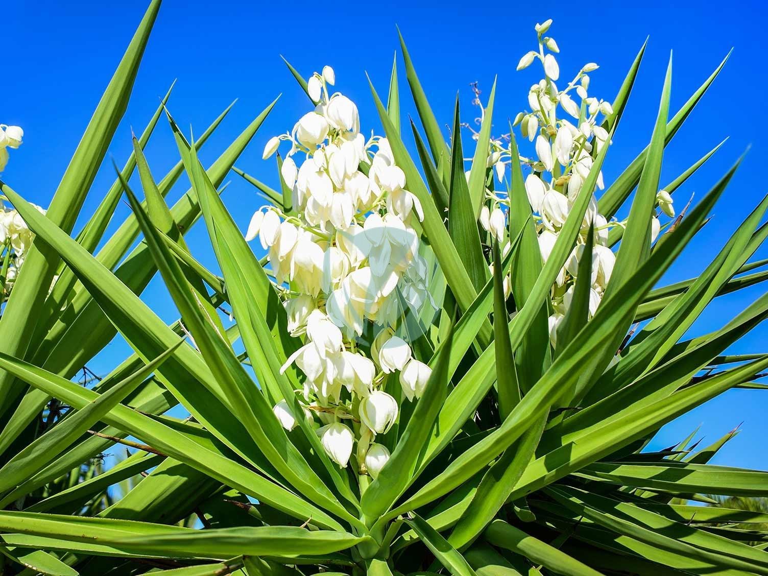 YUCCA-ELEPHANTIPES-maroc-3