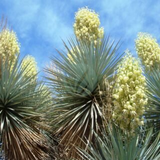 Aspiditra (Plante de fer) - الصورة 4