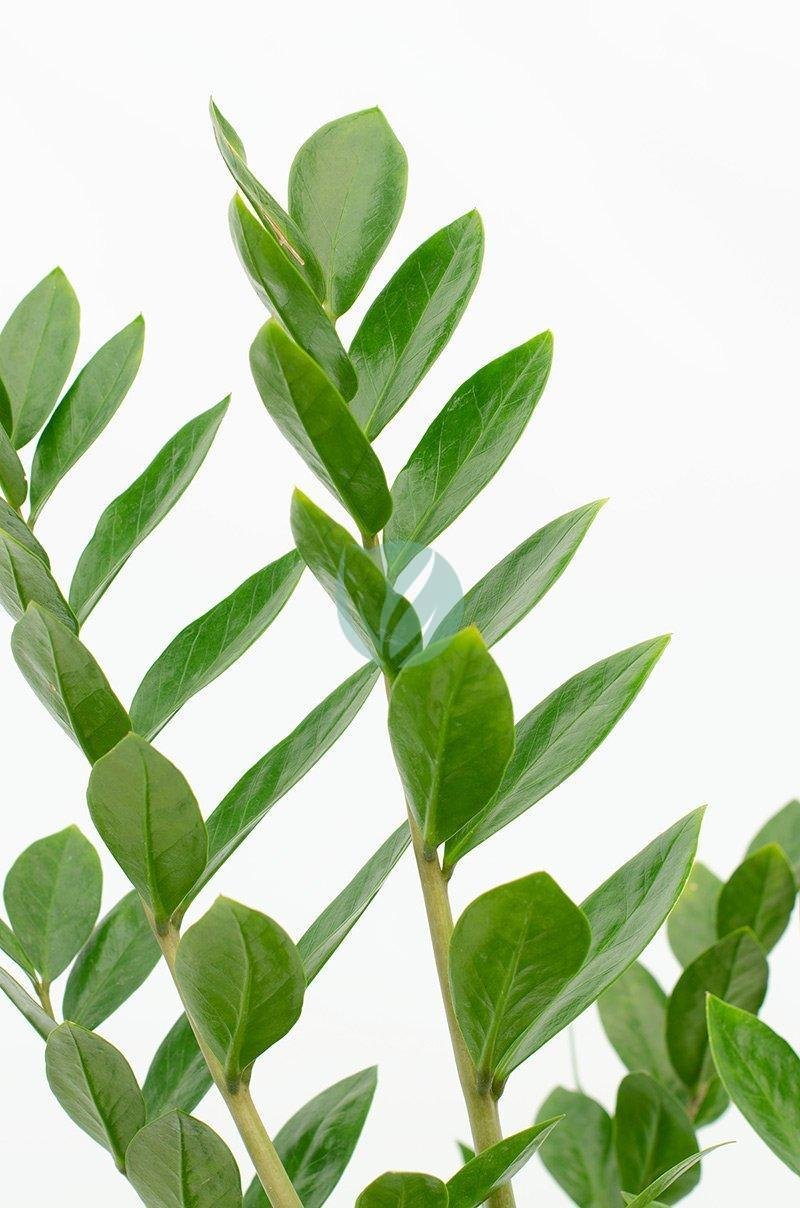 Zamioculcas-zamifolia-vert-clorofila-3