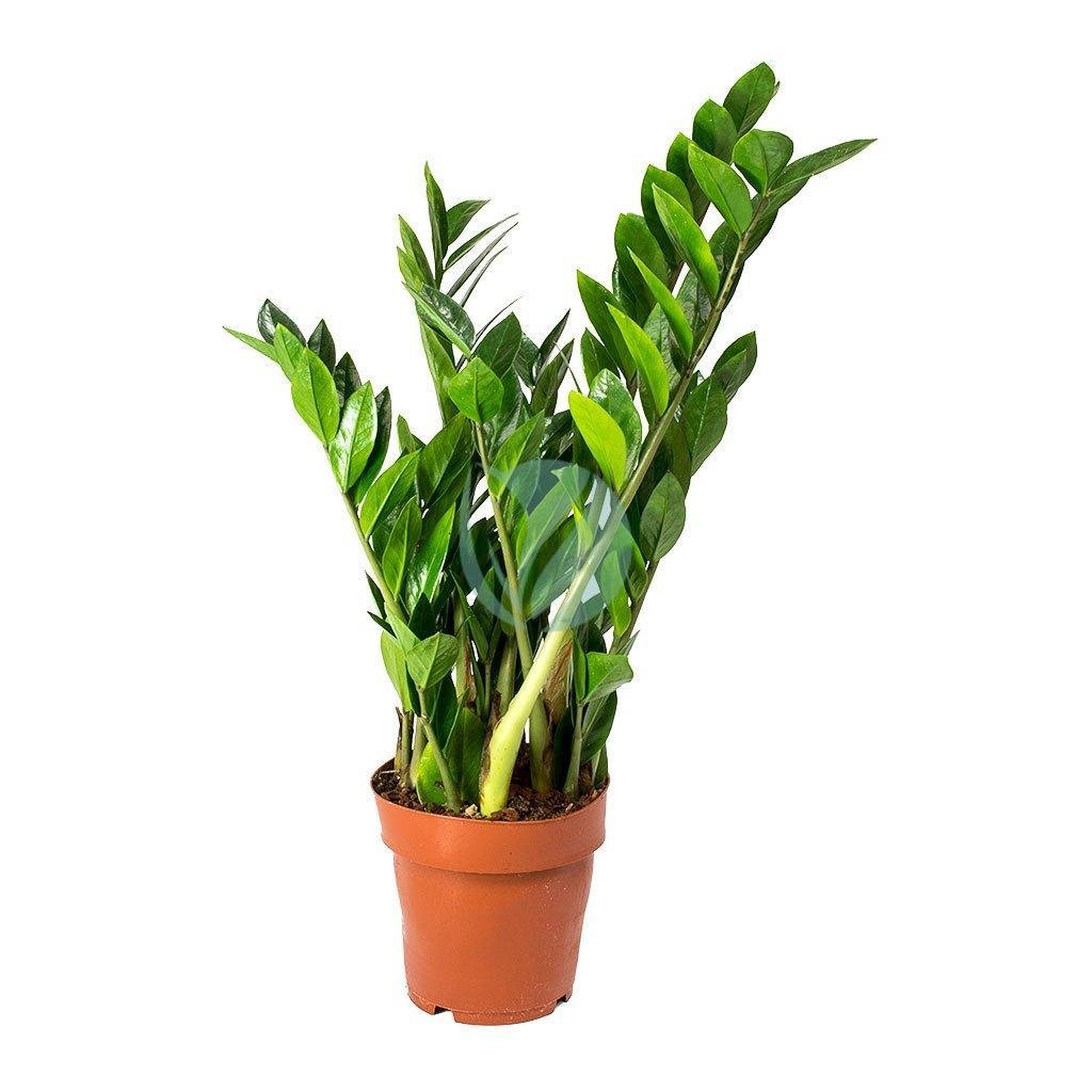Zamioculcas-zamiifolia-vert-maroc-clorofila-3