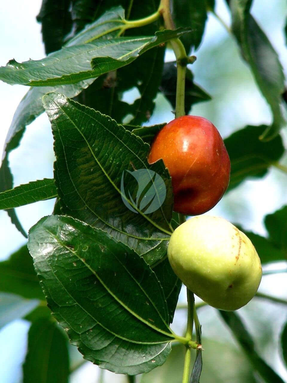 Ziziphus_mauritiana_Jujubier_2-1