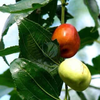 Noisetier (corylus avellana) - الصورة 5