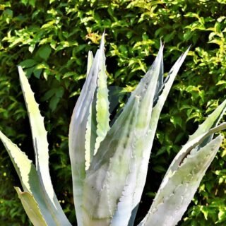 Agave americana variegata – Image 4
