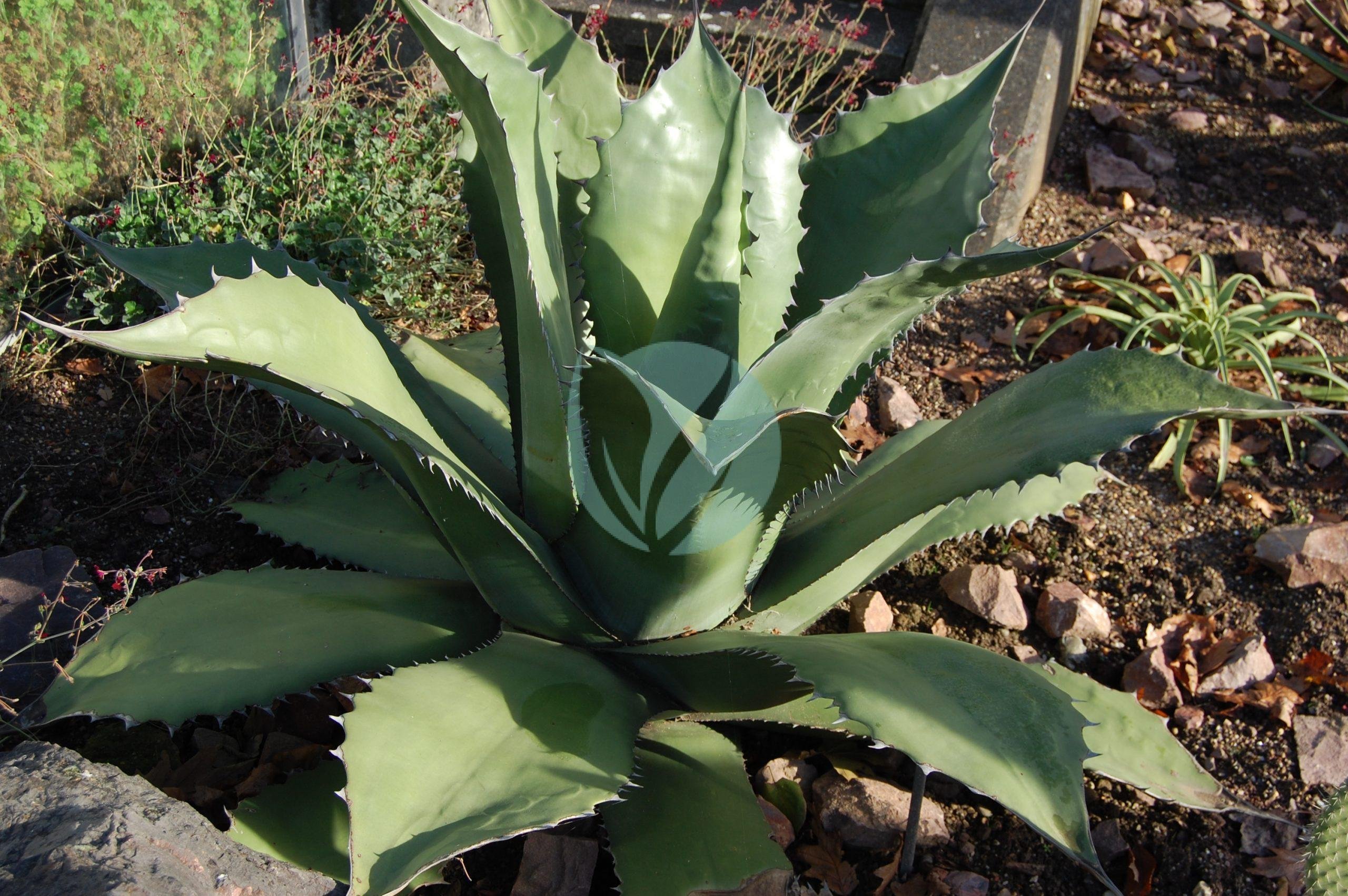 agave-salmiana-maroc-clorofila-scaled-1-3
