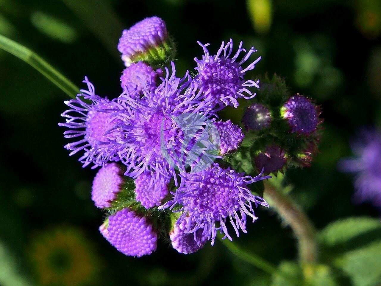ageratum-4415557_1280