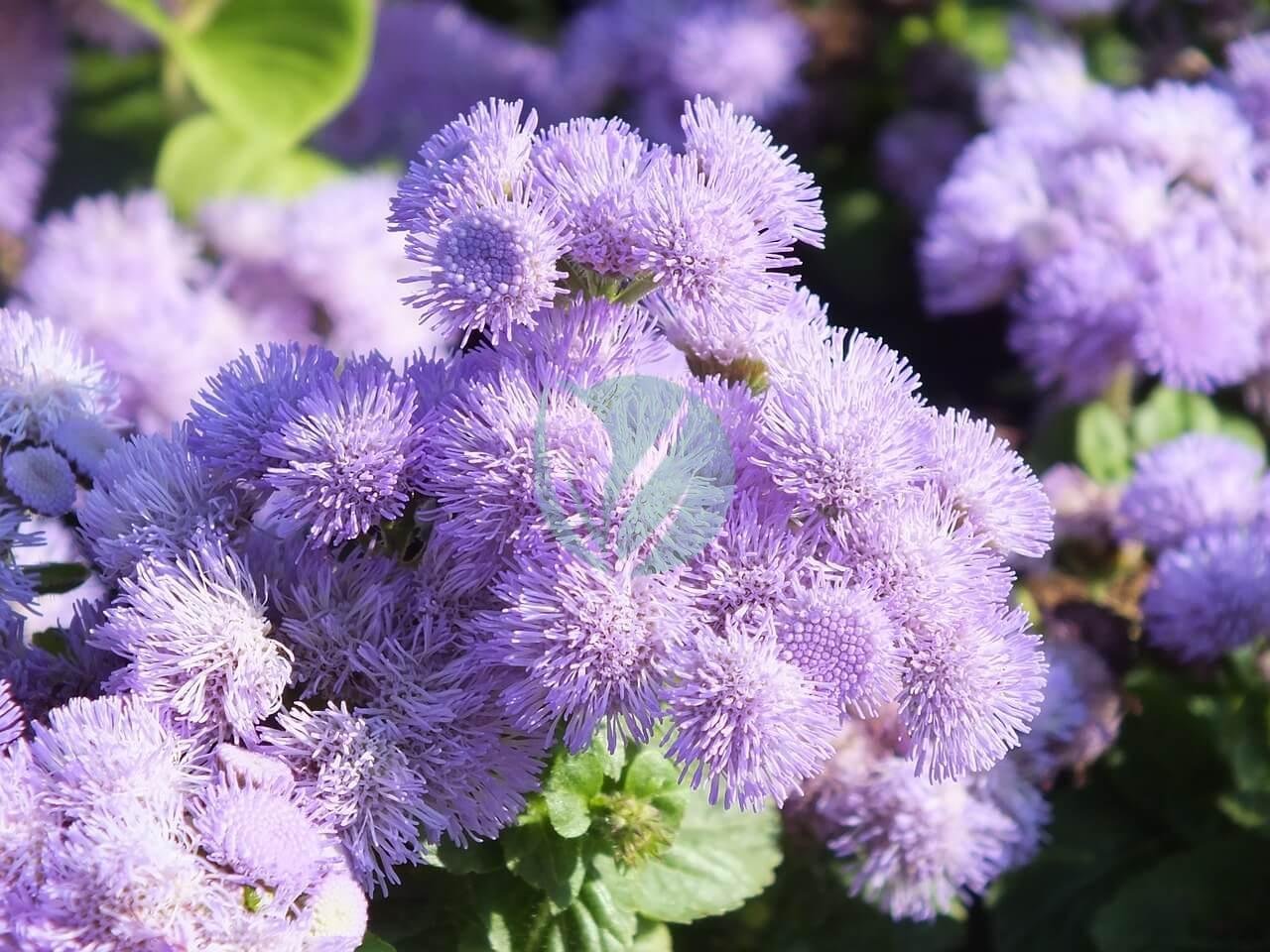 ageratum-813518_1280