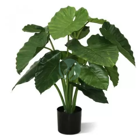 alocasia-calidora-maroc-clorofila-3