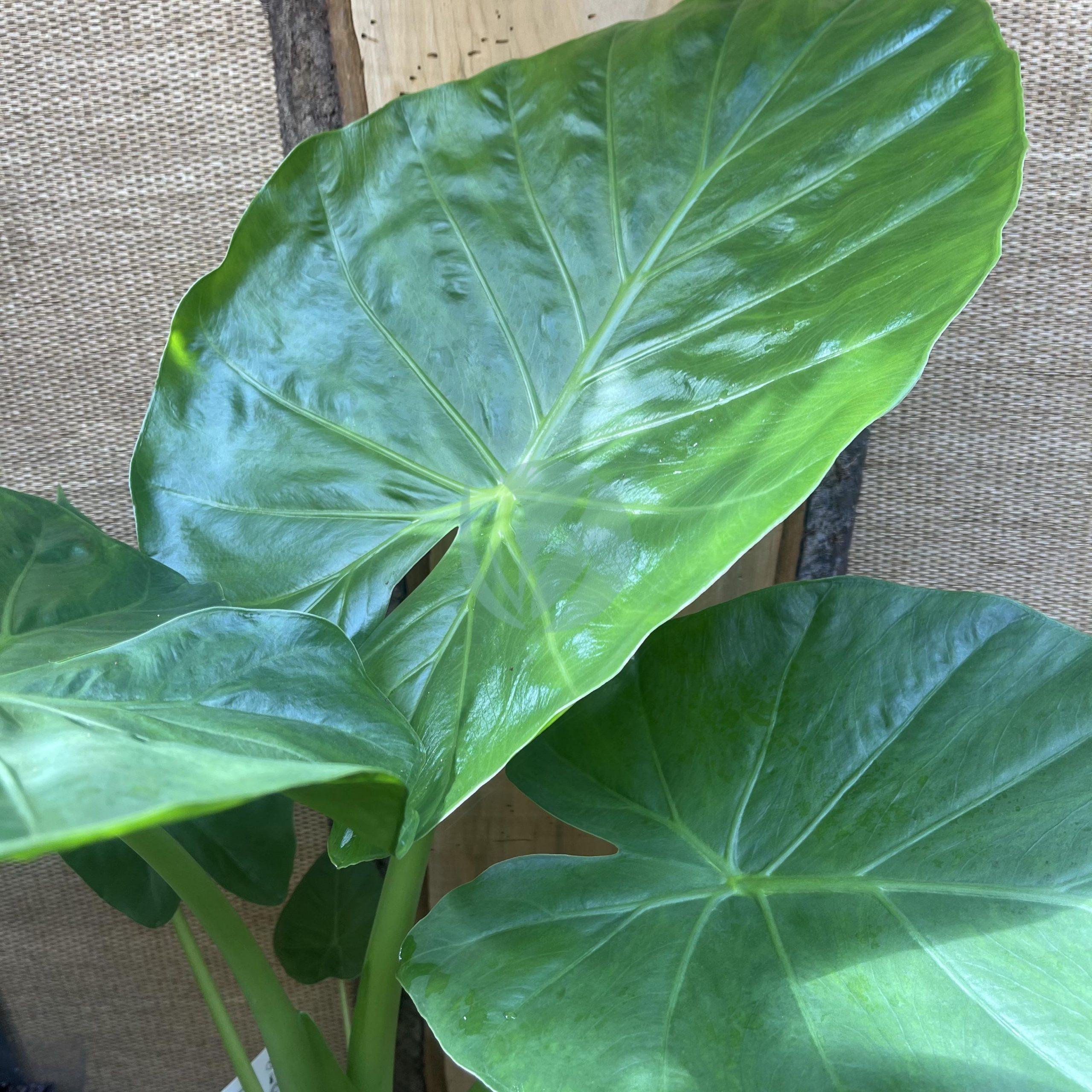 alocasia-calidora-maroc-scaled-1-3