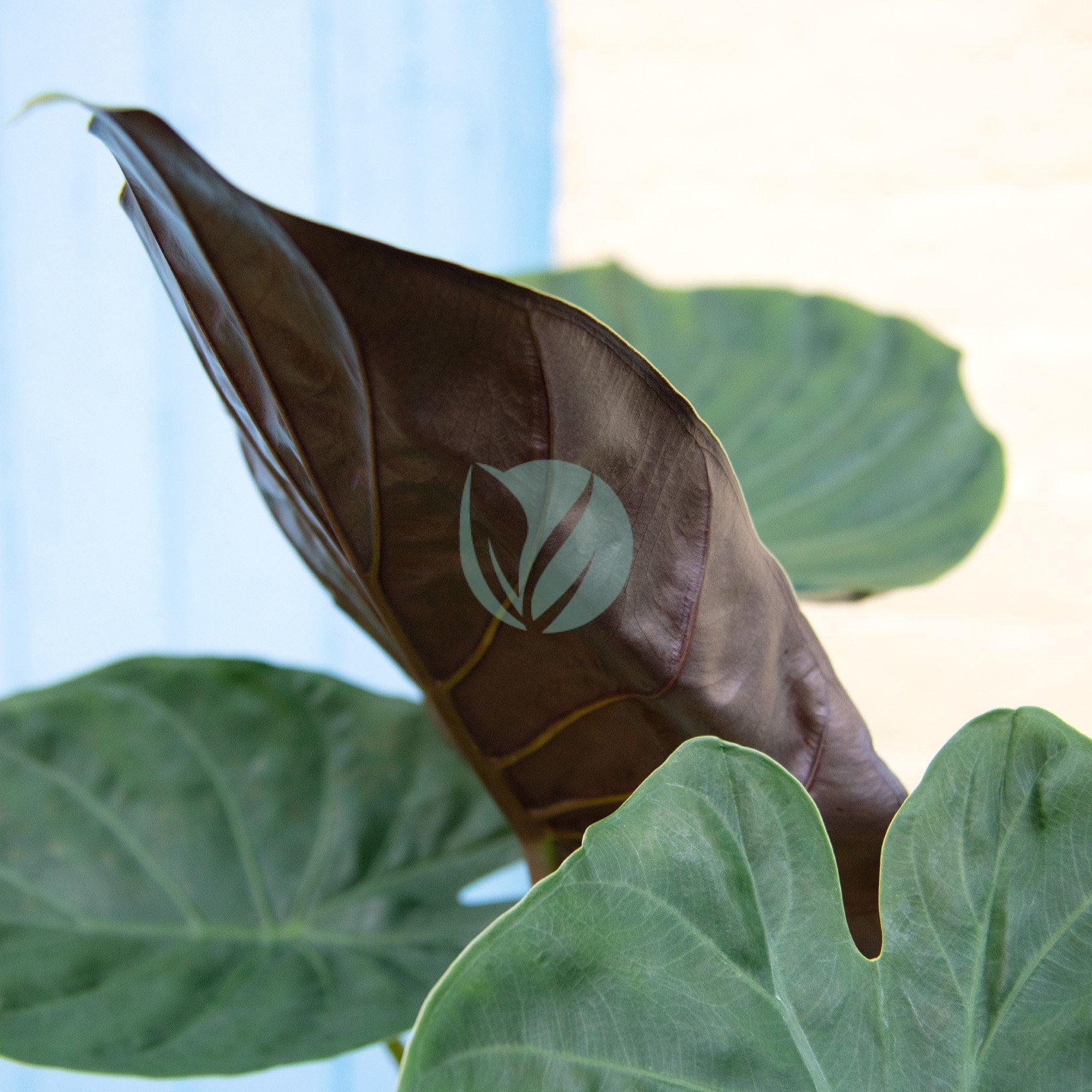 alocasia-wentti-clorofila-3