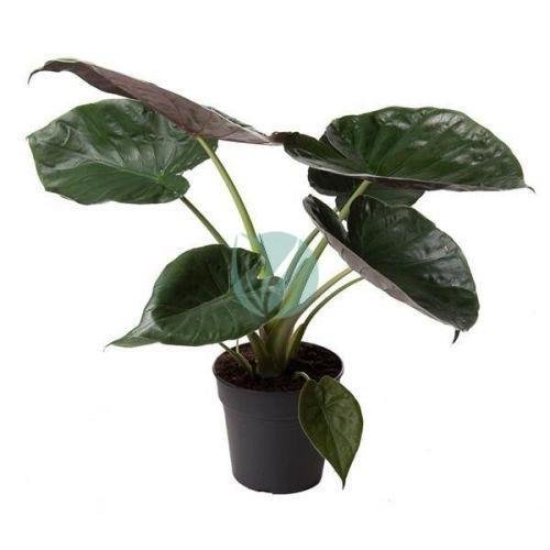 alocasia-wentti-clorofila-maroc-3