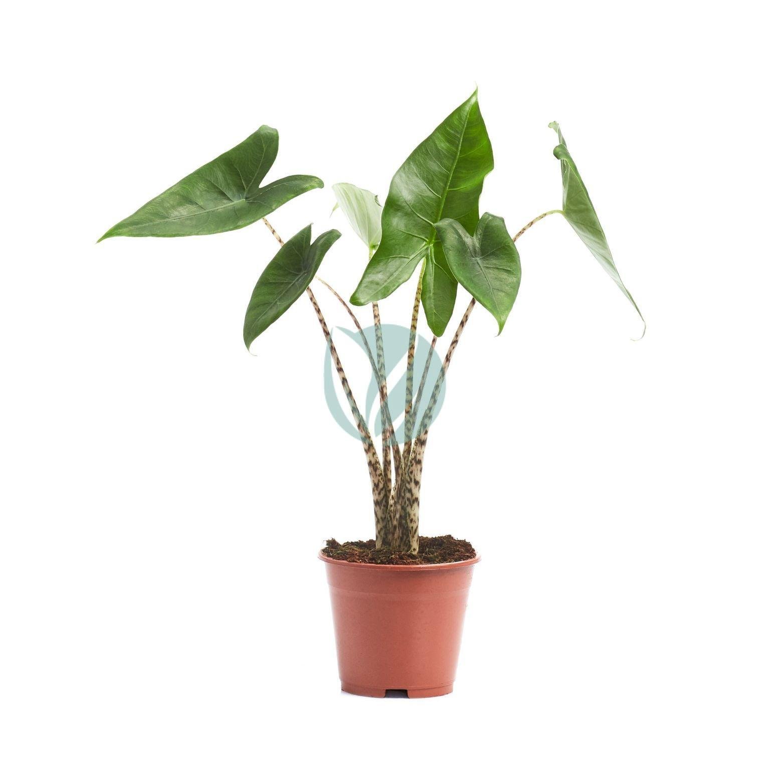 alocasia-zebrina-tiger-maroc-clorofila-3