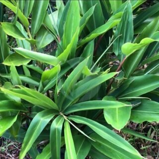 Aeschynanthe (Aeschynanthus) - الصورة 5