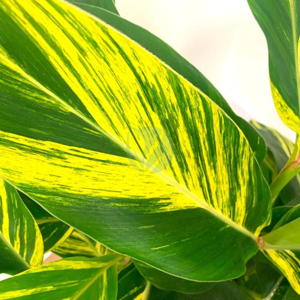 alpinia-zerumbet-variegata-3