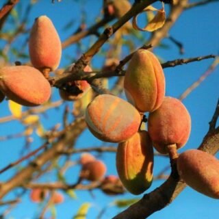 Oranger (citrus sinensis) – Image 3