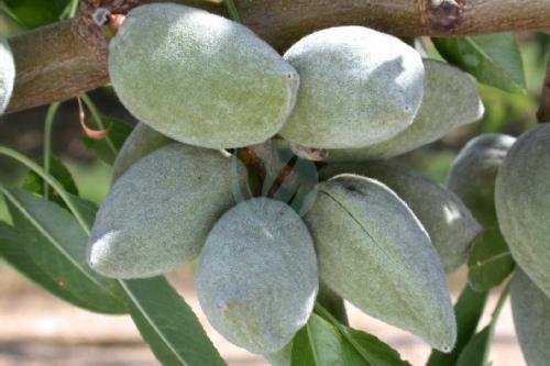 amandier-Ferraduel-3