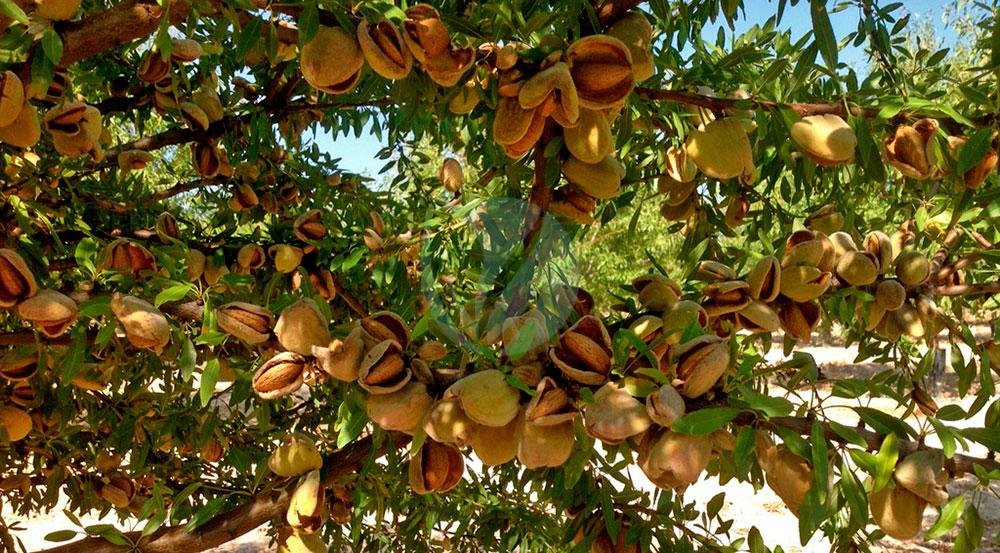 amandier-Ferraduel2-3