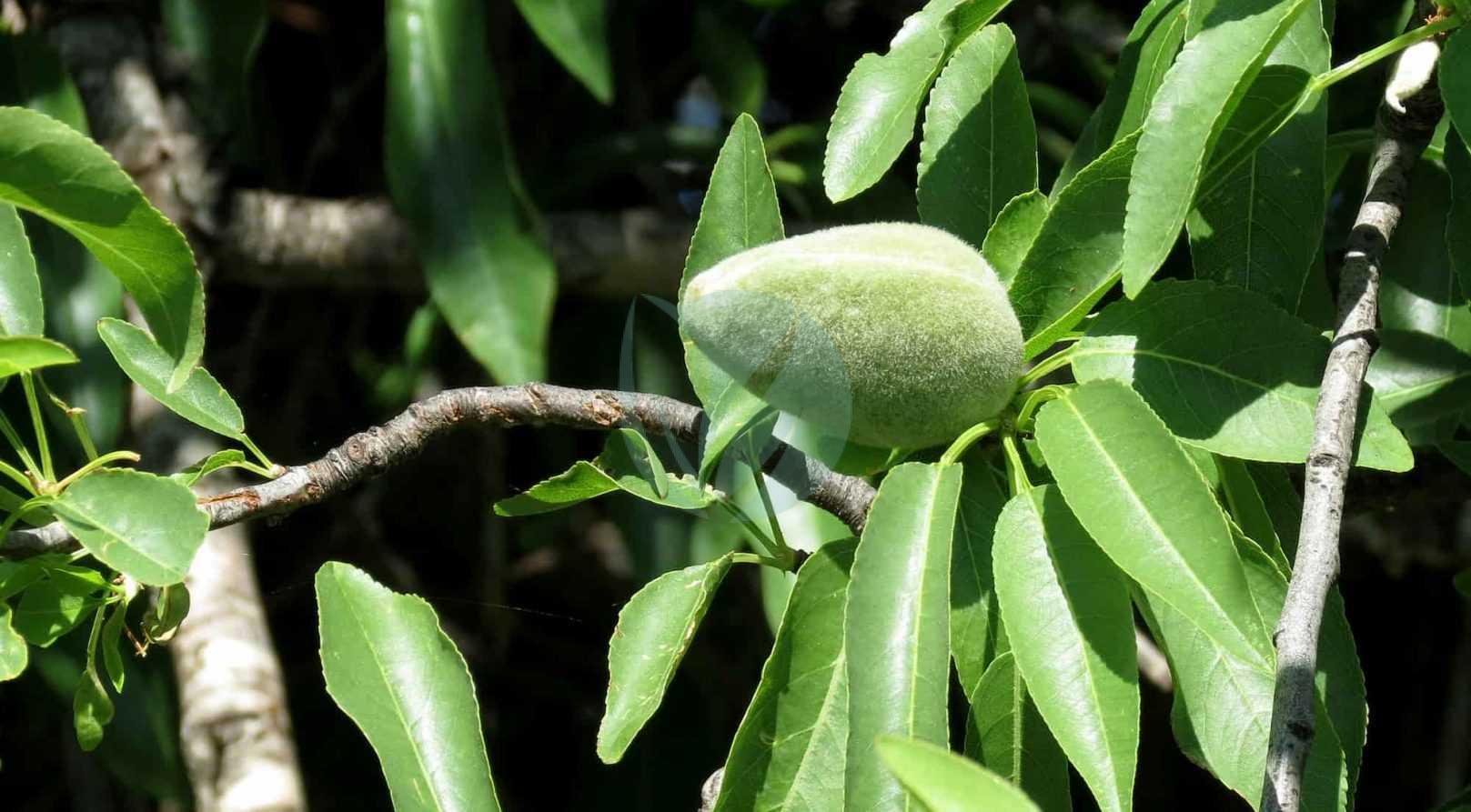 amandier-ferragnes-3