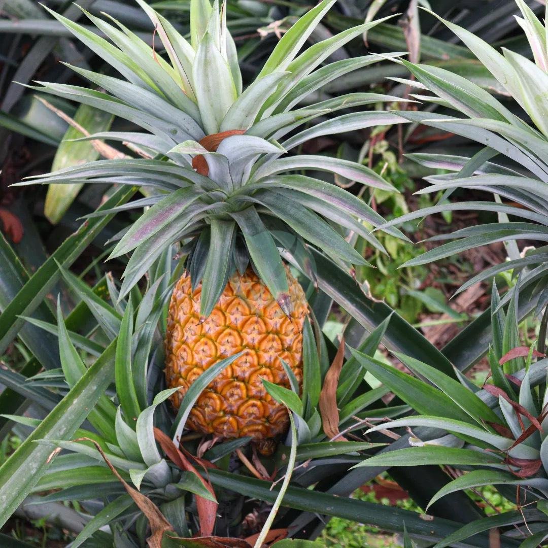 ananas-clorofila-3