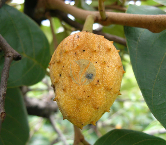 annonier-annona-senegalensis-3