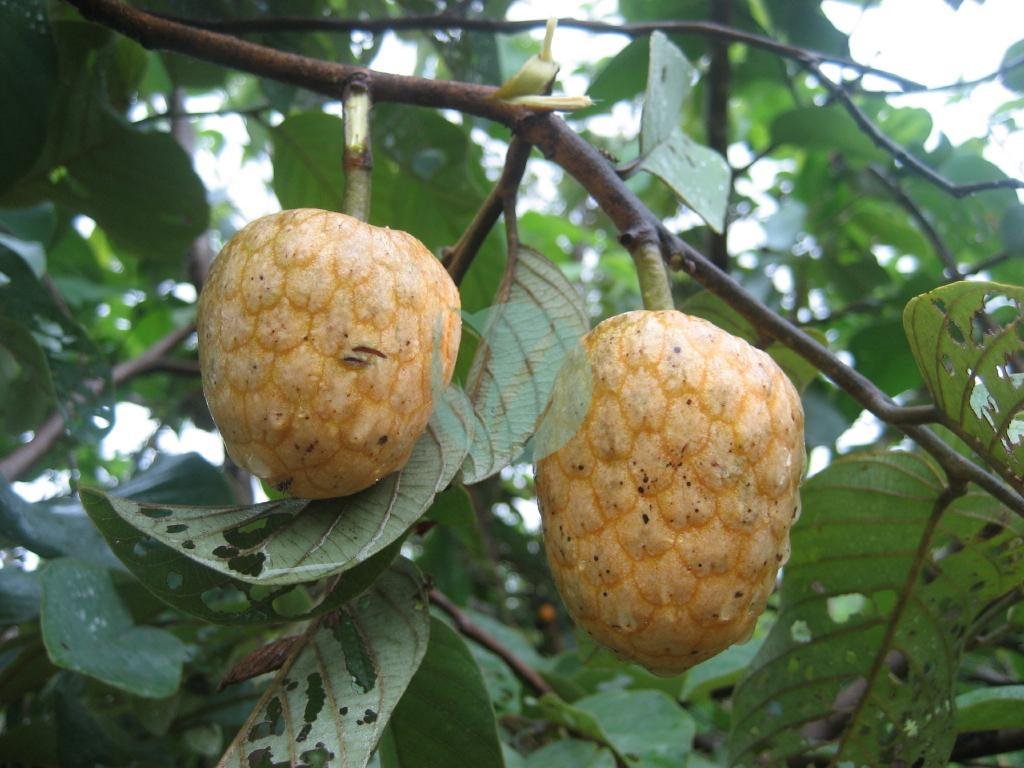 annonier-annona-senegalensis-maroc-clorofila-3