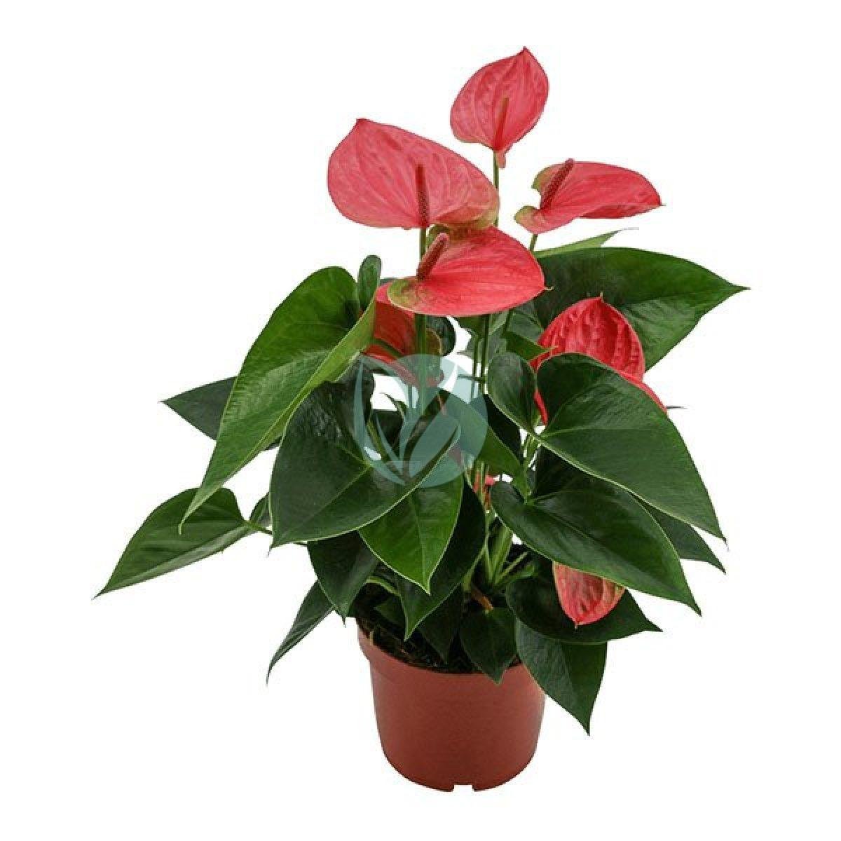 anthurium-maroc-clorofila-3