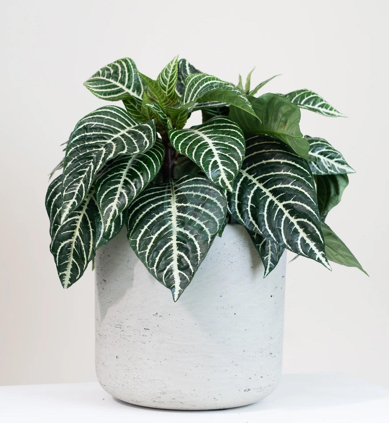 aphelandra-plante-zebre-3