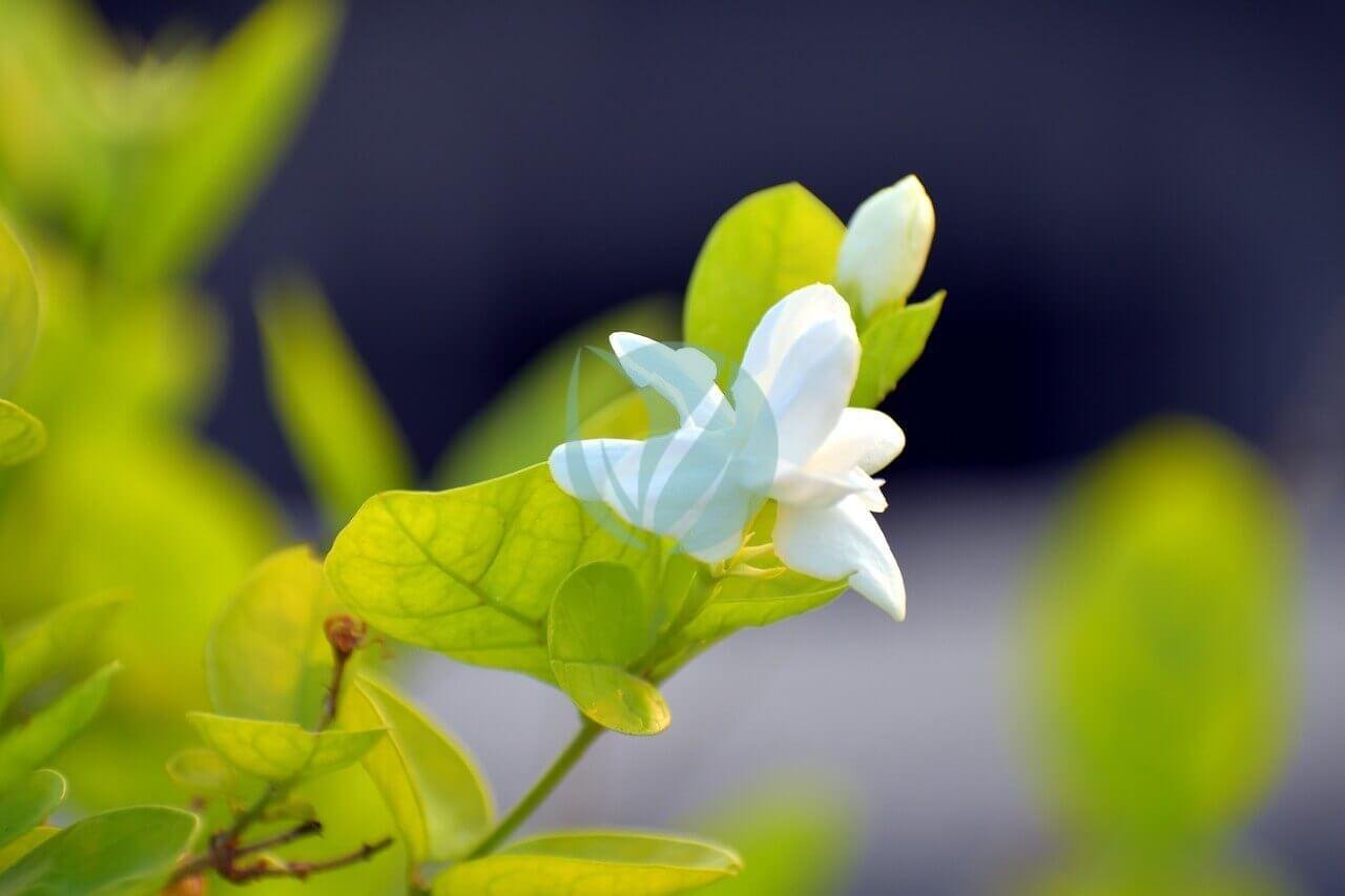 arabian-jasmine-2667887_1280-3