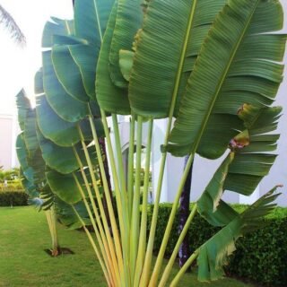 Beaucarnea (Pied d’éléphant) - الصورة 4